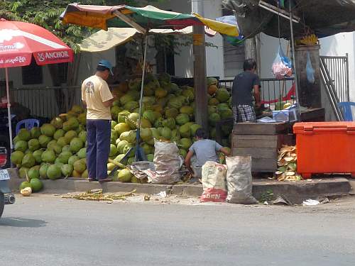 Coconuts for sale